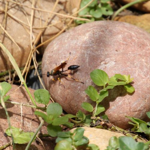 Sceliphron caementarium